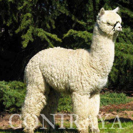 Coniraya Leviathans Van Dijk Rembrandt by El Nino 15