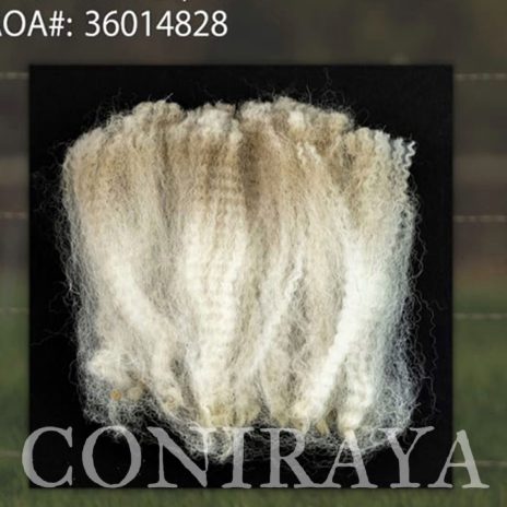 Coniraya Madeleines Snow Sage 2