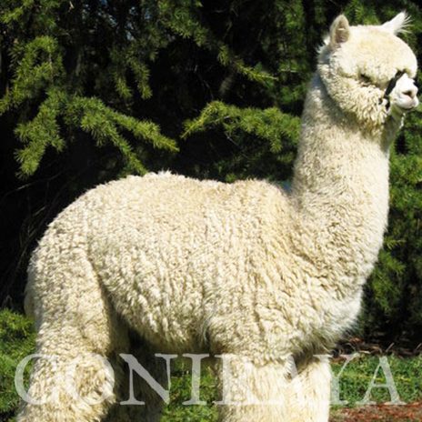 Coniraya Madeleines Snow Sage 3