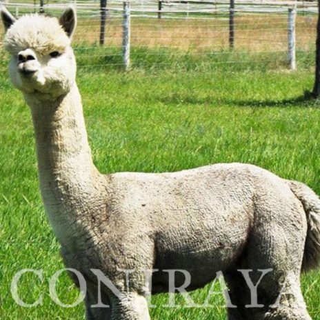 Coniraya Madeleines Snow Sage 4