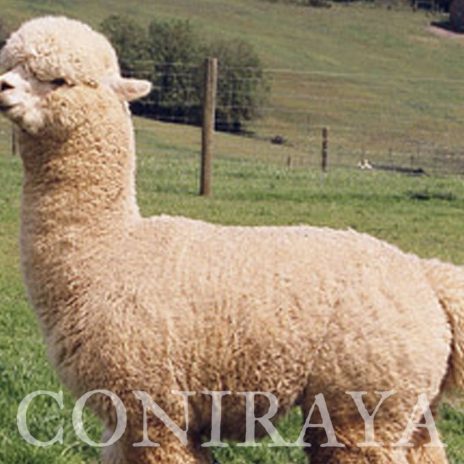 Coniraya Madeleines Snow Sage 5