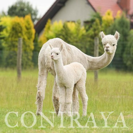 Coniraya Madeleines Snow Sage 6