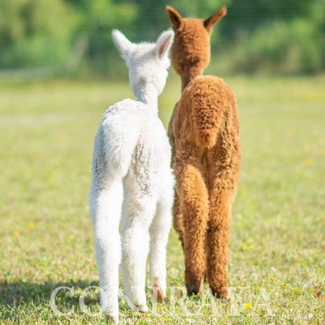 Coniraya Malloue de Calvados 2