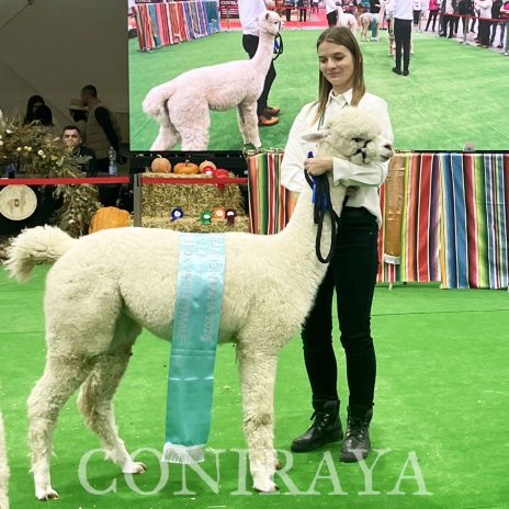 Coniraya Malloue de Calvados 3