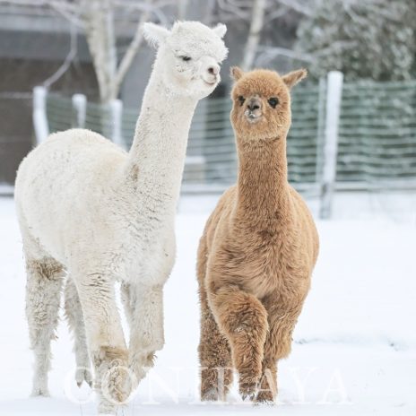 Coniraya Malloue de Calvados 5