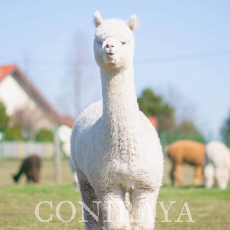 Coniraya Malloue de Calvados 6