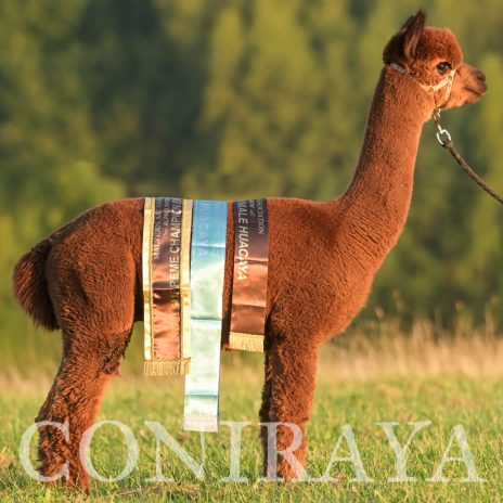 Coniraya Oak Ridge Taittinger 12