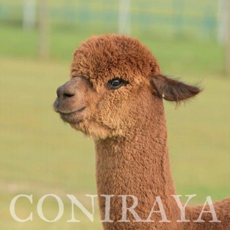 Coniraya Oak Ridge Taittinger 13