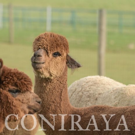 Coniraya Oak Ridge Taittinger 14