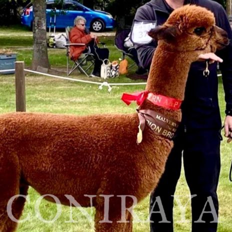 Coniraya Oak Ridge Taittinger 1