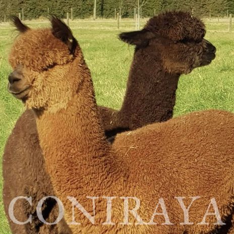 Coniraya Oak Ridge Taittinger 2