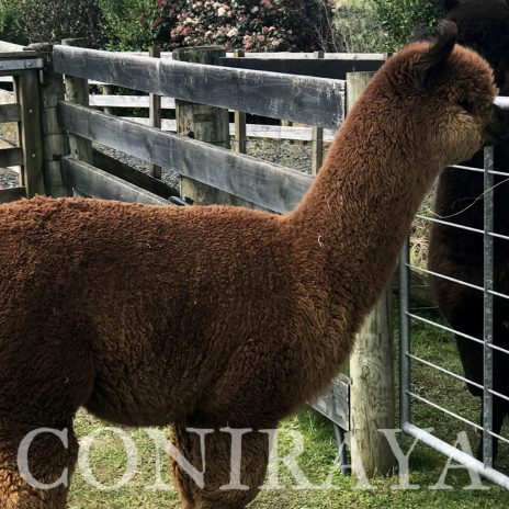 Coniraya Oak Ridge Taittinger 3