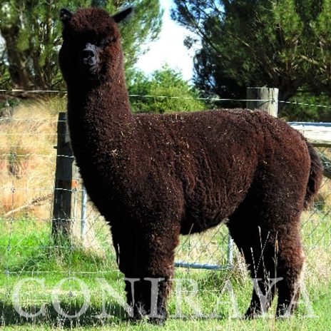 Coniraya Oak Ridge Taittinger 6