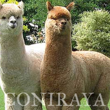 Coniraya Oak Ridge Taittinger 9