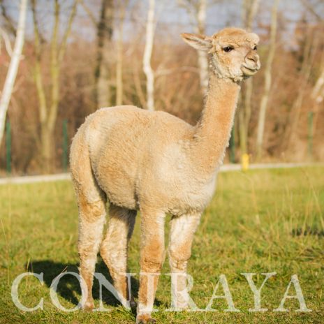 Coniraya QAI Helga 1