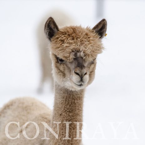 Coniraya QAI Helga 2