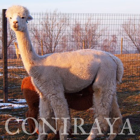 Coniraya QAI Llaima 1