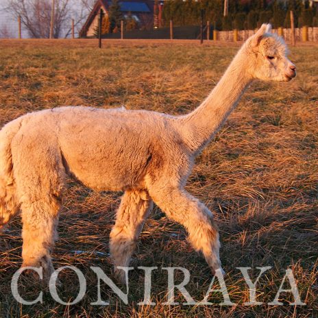 Coniraya QAI Llaima 2