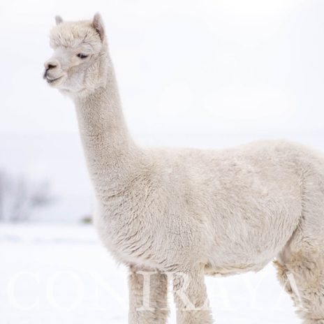 Coniraya QAI Llaima 3