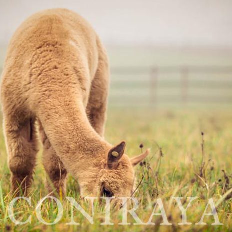 Coniraya QAI Marcus Aurelius 4