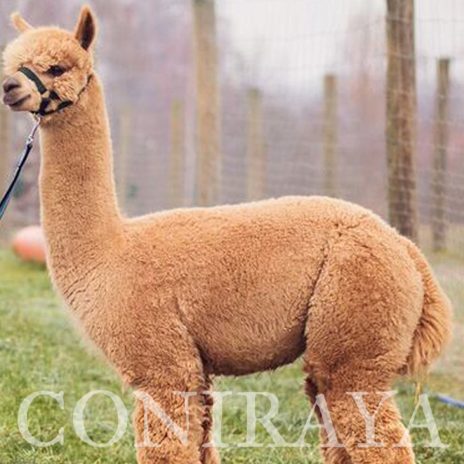 Coniraya QAI Marcus Aurelius 5