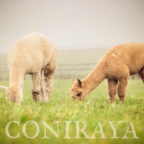 Coniraya QAI Marcus Aurelius 6