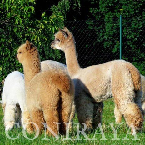 Coniraya QAI Marcus Aurelius 7