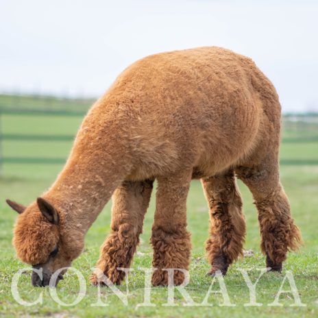 Coniraya Red Granites Pallaton 11