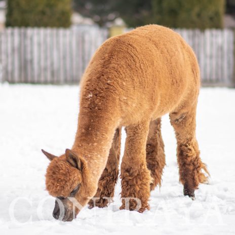 Coniraya Red Granites Pallaton 13