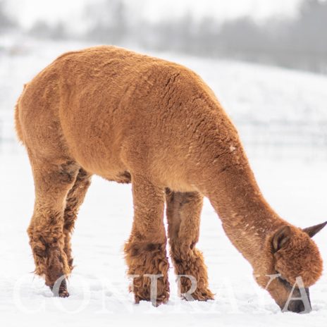 Coniraya Red Granites Pallaton 14