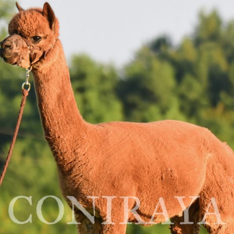 Coniraya Red Granites Pallaton 16