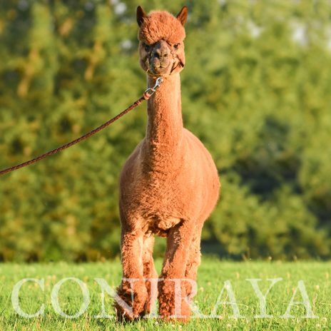 Coniraya Red Granites Pallaton 17