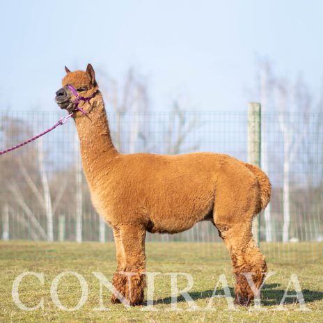 Coniraya Red Granites Pallaton 1