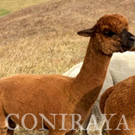 Coniraya Red Granites Pallaton 2-3