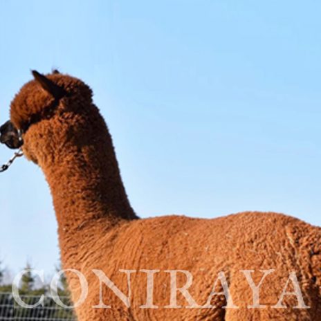 Coniraya Red Granites Pallaton 3-1