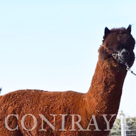 Coniraya Red Granites Pallaton 3-2