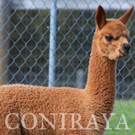 Coniraya Red Granites Pallaton 3-4