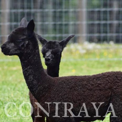 Coniraya Red Granites Pallaton 3-5