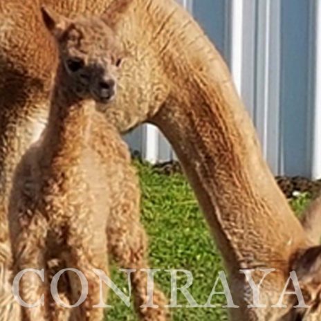 Coniraya Red Granites Pallaton 3-6