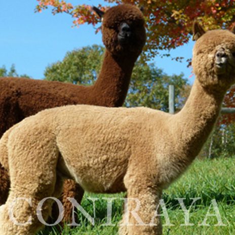 Coniraya Red Granites Pallaton 4-1