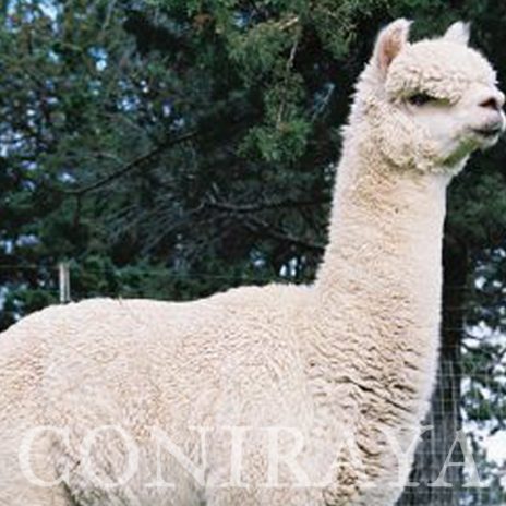 Coniraya Red Granites Pallaton 9