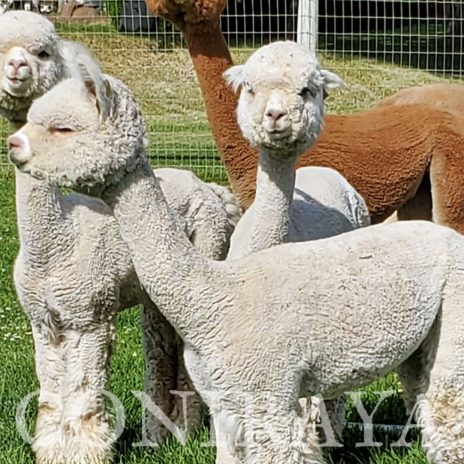 Coniraya Snowmass Minuet 2