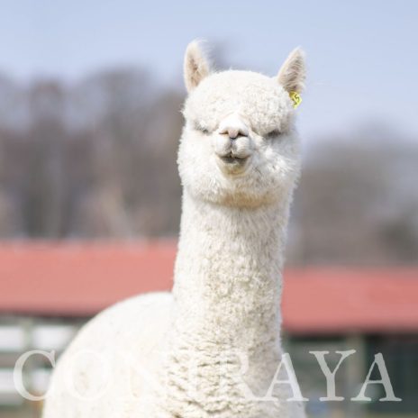 Coniraya Snowmass Minuet 3