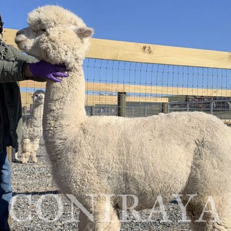 Coniraya Snowmass Minuet 5