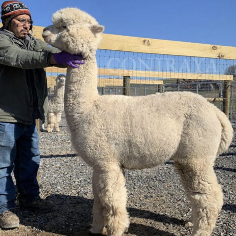 Coniraya Snowmass Minuet 5