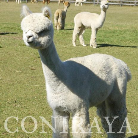 Coniraya Snowmass Minuet Snowmass Cashmina 9