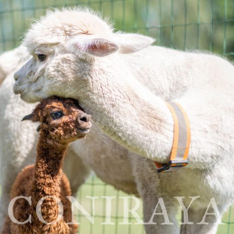 Coniraya Super Cynthia 1