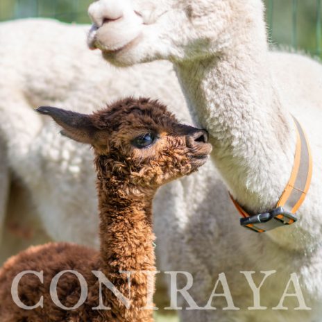 Coniraya Super Cynthia 2