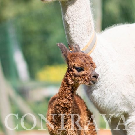 Coniraya Super Cynthia 3