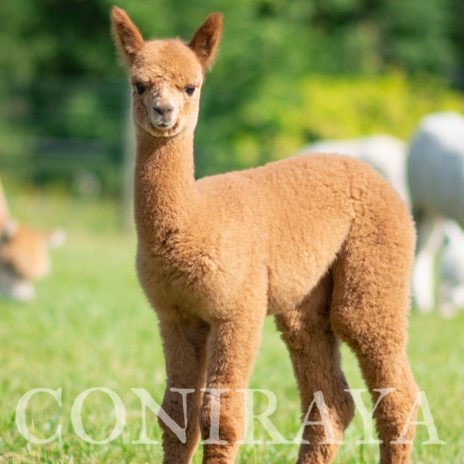 Coniraya Super Heather 1